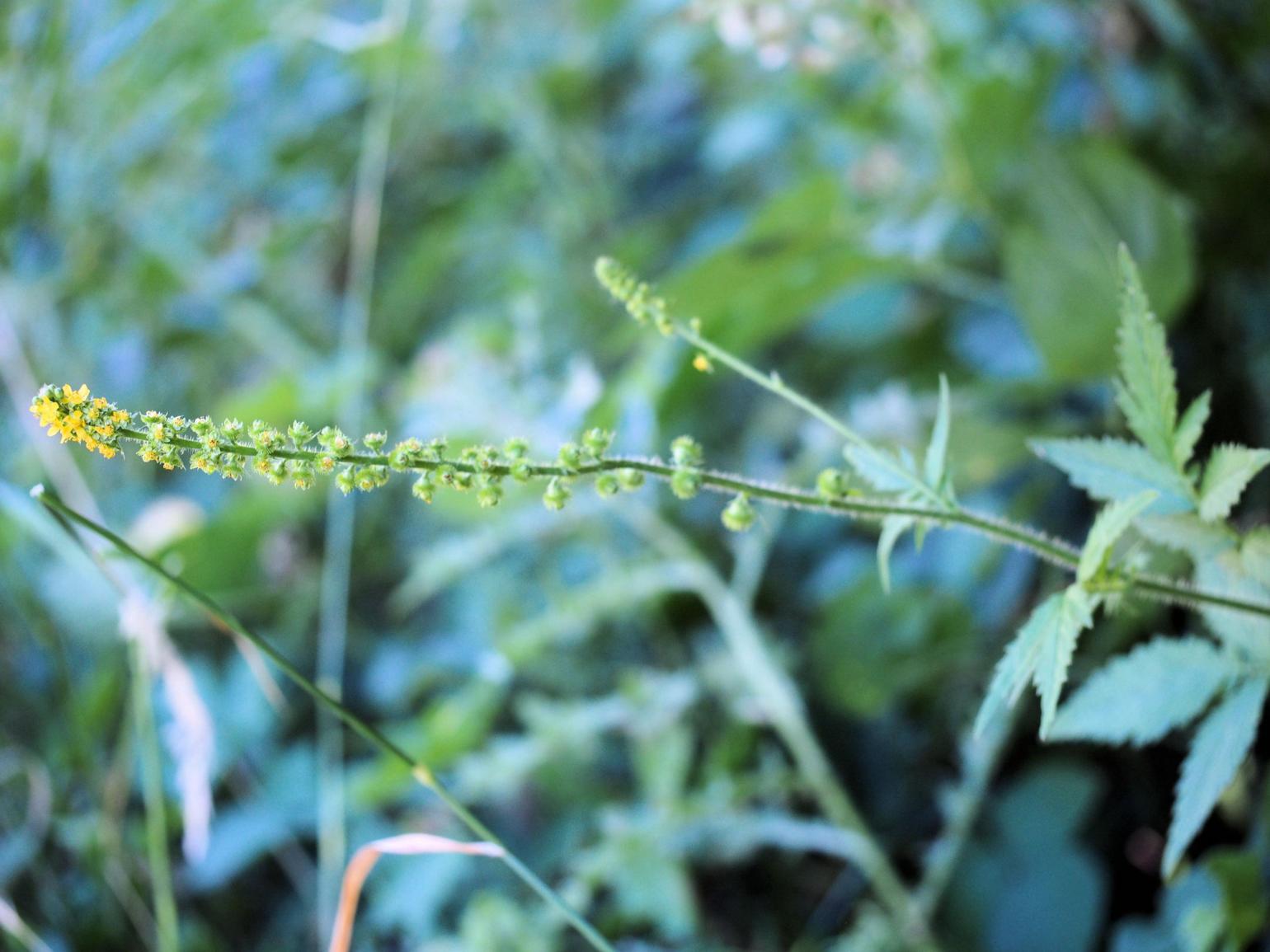 Agrimony, Fragrant